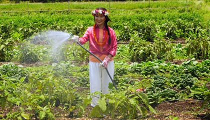Wai Lana watering her garden.